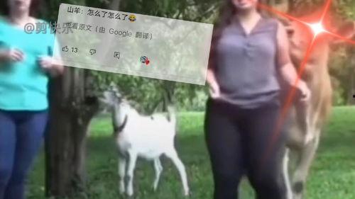 网友爆料搞笑视频合集,笑料百出！网友爆料搞笑视频合集大盘点