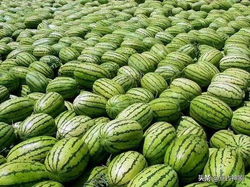 凉山吃瓜爆料视频大全集,视频大全集精彩瞬间回顾