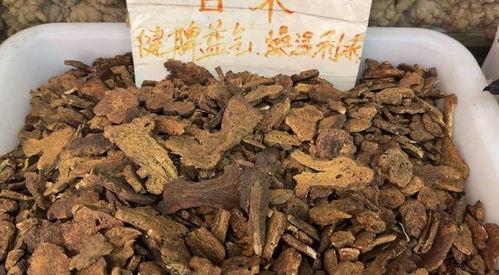 白术背景故事爆料视频,探寻千年仙草的神秘传说与传奇故事